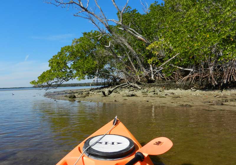 Island in 10,000 Island NWR off Everglades City Island in 10,000 Island NWR off Everglades City