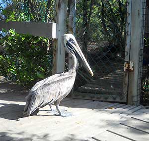 Florida Keys Wild Bird Center: Pelican Florida Keys Wild Bird Center: Pelican